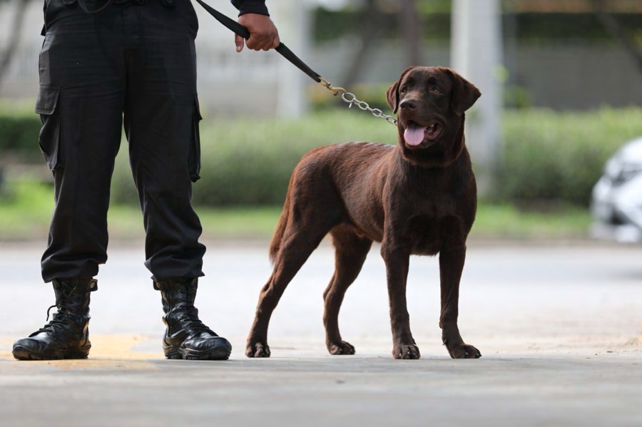 Anjing pelacak bersama handler